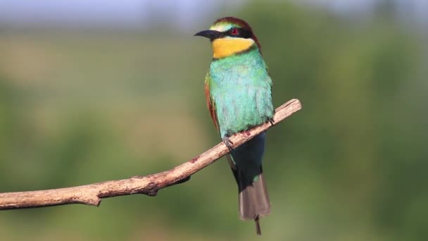 Bellissimo uccello selvatico seduto su un ramo — Video Stock