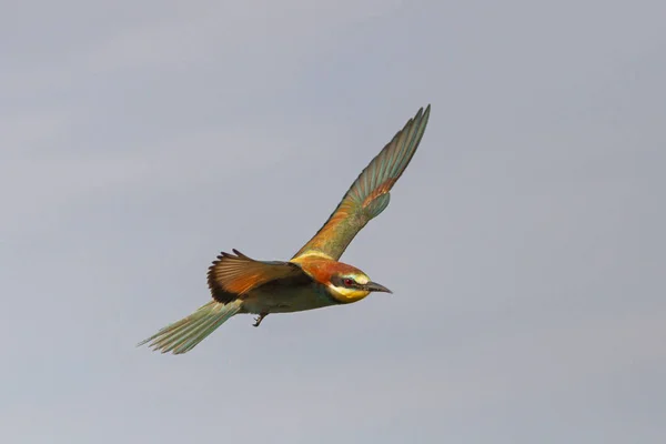 Colorful wild bird flying through the sky — Stock Photo, Image