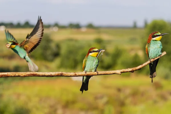 Vita di uccelli selvatici colorati in estate — Foto Stock