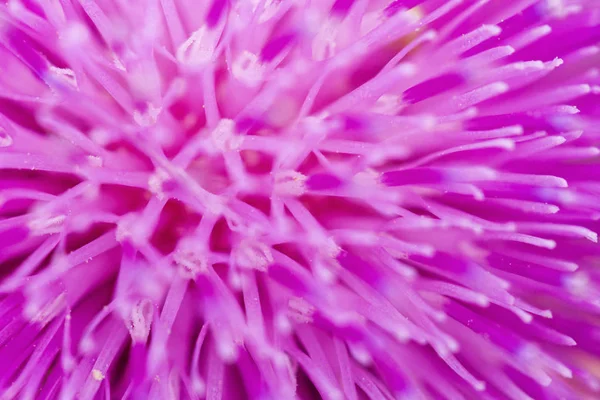 Pétalos de flor rosa macro foto — Foto de Stock