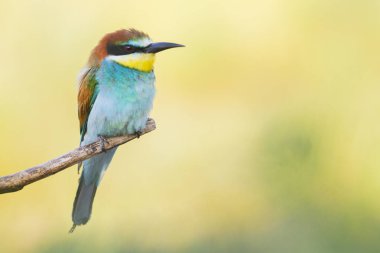 güzel kuş arı yiyici bir dal üzerinde oturur