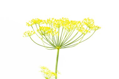 Dill beyaz arkaplanda izole edildi