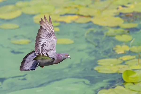 美丽的鸽子飞过绿色的湖面 — 图库照片