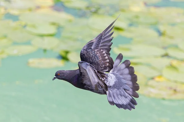 Taube fliegt über den grünen See — Stockfoto