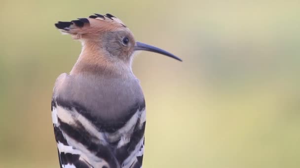 Mooie vogel hoopoe op een zomerse ochtend — Stockvideo