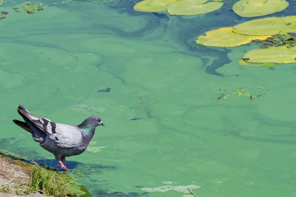 鸽子喝被污染的水 — 图库照片