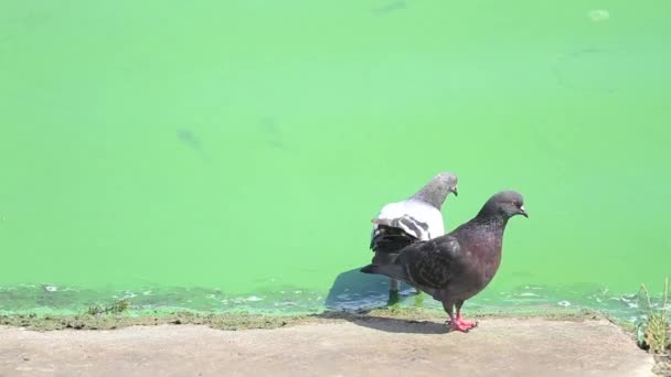 Pigeons boire de l'eau dans une rivière verte sale — Video