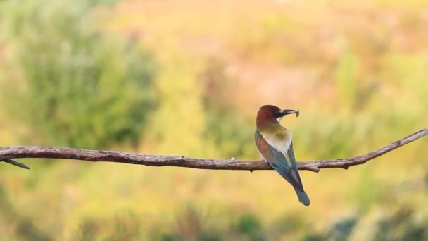 Bee-eaters with prey perch on a branch — Stock Video