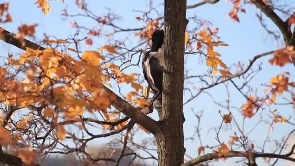 Ворона чистит перья на осеннем дереве — стоковое видео