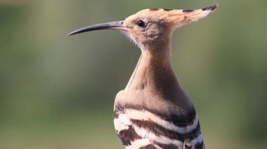 genç hoopoe bir dal üzerinde oturan