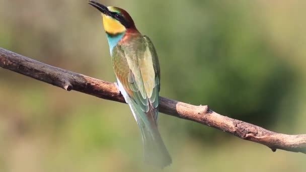 Young bee-eater asks for food from parents — Stock Video