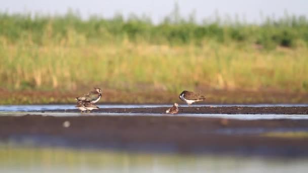 Vögel schwimmen im Herbstteich — Stockvideo