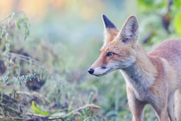 tilki sonbahar sabahı görünüyor