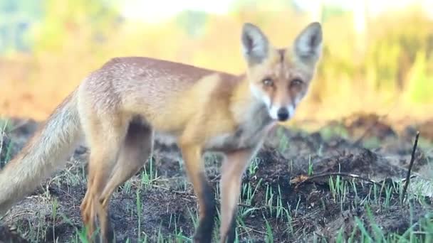 Fuchs fängt Mäuse an einem sonnigen Herbstmorgen — Stockvideo