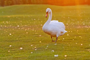 gün batımında güzel bir çim üzerinde yürüyen kuğu
