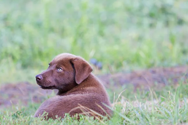 Lindo filhote de cachorro marrom encontra-se na grama verde — Fotografia de Stock