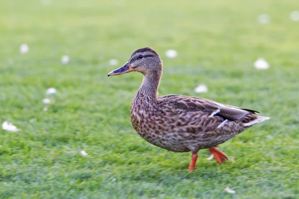 Canard court sur une pelouse verte au coucher du soleil — Photo