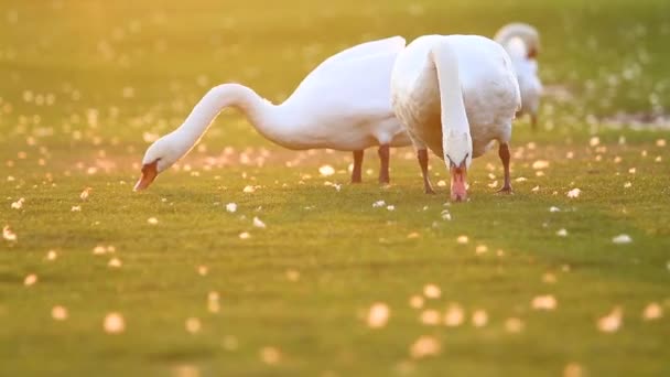 Pair of swans nibbling grass at sunset — Stock Video