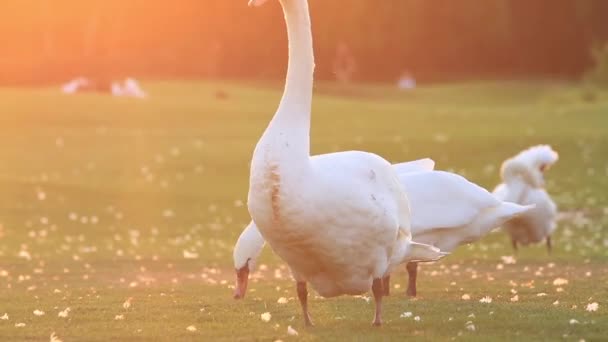 Swan flappen zijn vleugels in de zonsondergang — Stockvideo