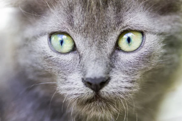 Faccia grigia di gatto con occhi verdi — Foto Stock