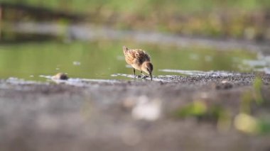 küçük sandpiper sığ suda dolaşıyor