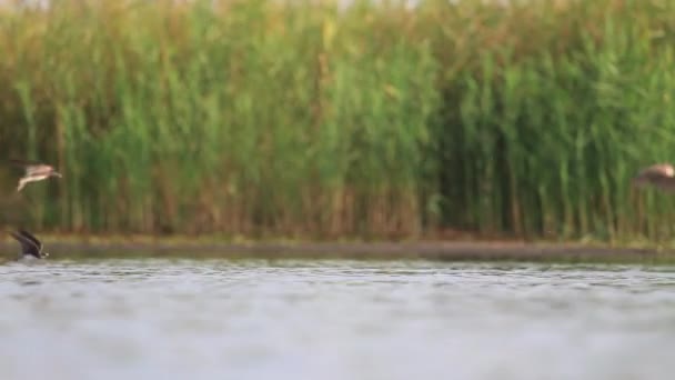 Vögel fliegen über den See und trinken Wasser — Stockvideo