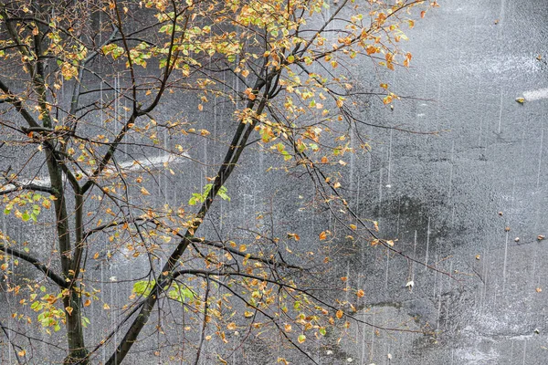 Arbre d'automne sur la route et pluie froide — Photo