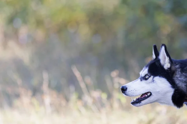 Husky blickt in der Natur auf — Stockfoto