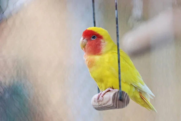 Papagaio amarelo senta-se em uma jaula em um balanço — Fotografia de Stock