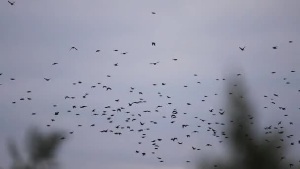 Starlings ao nascer do sol voar em câmera lenta — Vídeo de Stock