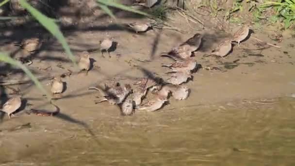 Gorriones nadan en el río — Vídeo de stock