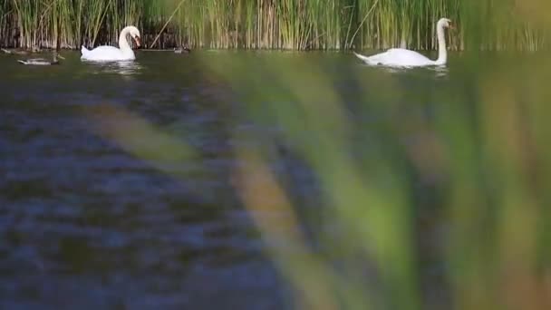 Лебеди и утки плавают на осеннем озере — стоковое видео