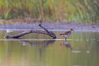 Sandpiper Ruff beneaped göl haunting