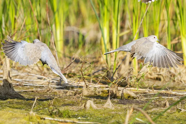 Дикие птицы улетели на водопой — стоковое фото