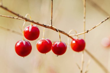 Güneşli bir sonbahar gününde kırmızı sonbahar meyveleri