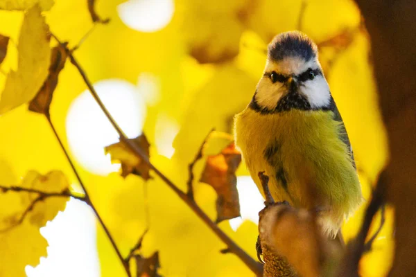 Tit among yellow leaves in autumn evening — Photo