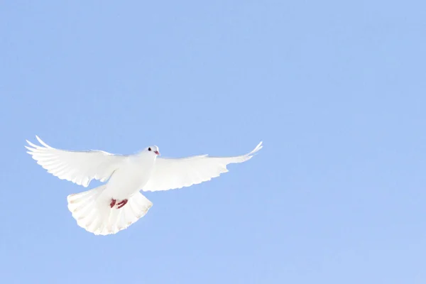 Белый голубой летит на голубом небе — стоковое фото