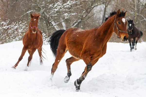Tres caballos corren en nieve profunda —  Fotos de Stock