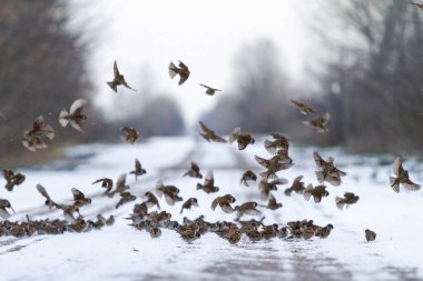 serçeler karlı bir yolda otururlar