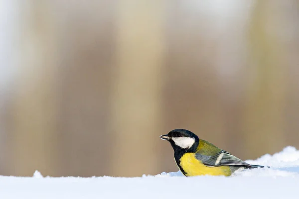 Tit sits in the snow in a forest glade — Stockfoto
