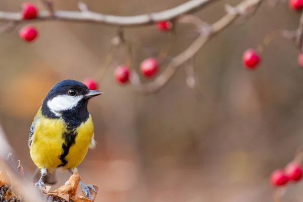Great tit on a background of red berries — ストック写真