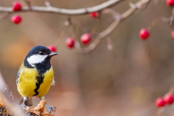 Kohlmeise auf einem Hintergrund aus roten Beeren — Stockfoto