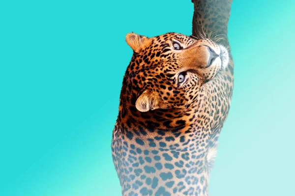 Leopárd úszik a kék háttér — Stock Fotó