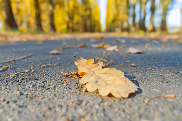 Dubový list leží na podzimní cestě — Stock fotografie