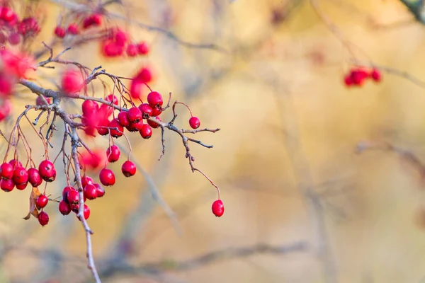 Красные осенние ягоды в солнечный день — стоковое фото