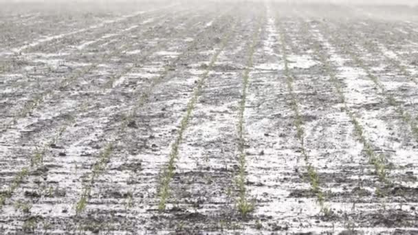 Fuertes lluvias inundan cultivos de maíz — Vídeo de stock