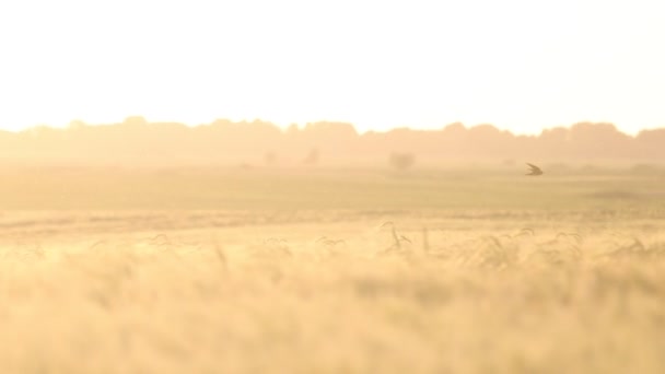 Πουλί στο ηλιοβασίλεμα ακτίνες πετά πάνω από ένα χωράφι σίκαλης — Αρχείο Βίντεο