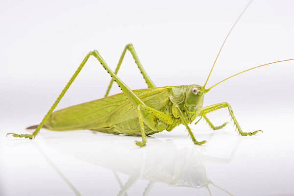 green locust on a white background