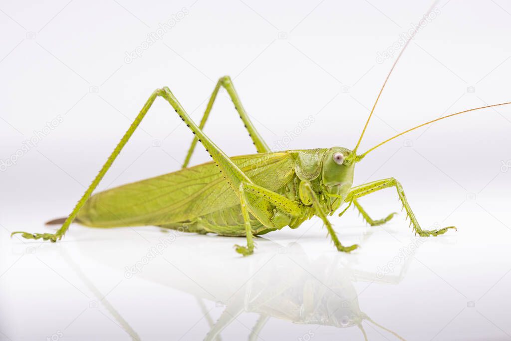 green locust on a white background