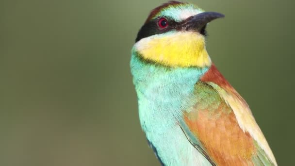 Bienenfresser großes Porträt eines Vogels — Stockvideo